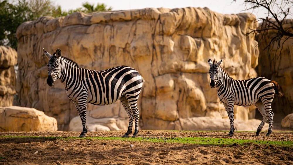 سفاري دبي بارك