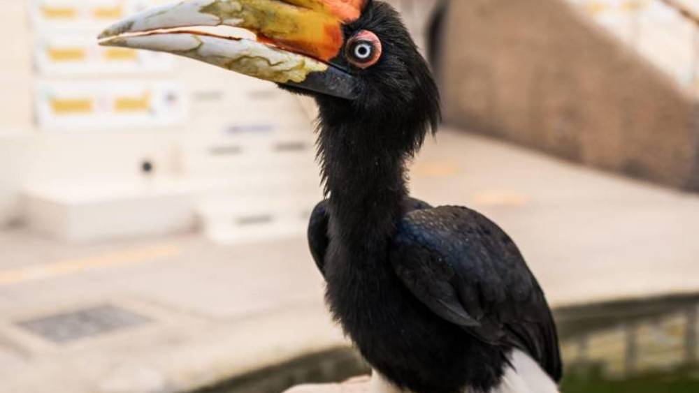 سفاري دبي بارك