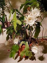 images 4