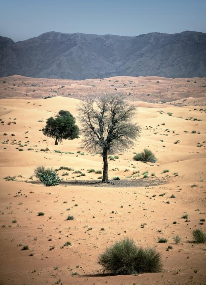 الفاية يتقدم من الشارقة إلى قائمة اليونيسكو