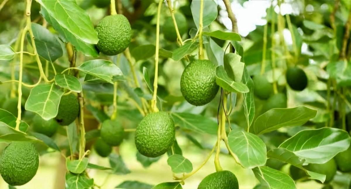 Avocado is a treasure trove of nutritional and medicinal elements (4)