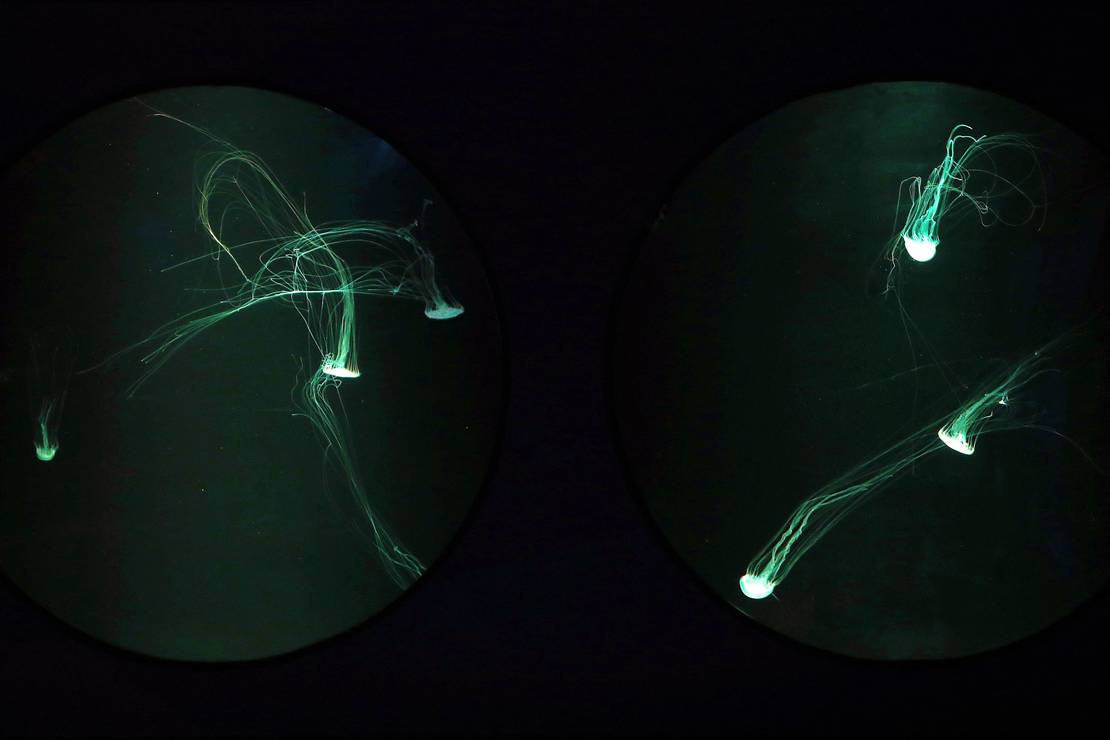 أكواريوم الكويت