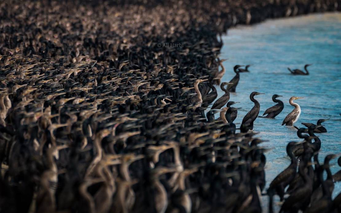 طائر الغاق السقطري 