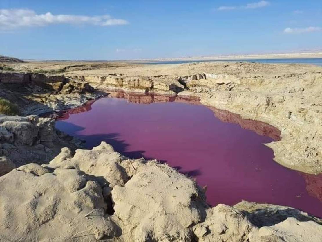 Фауна мертвого моря