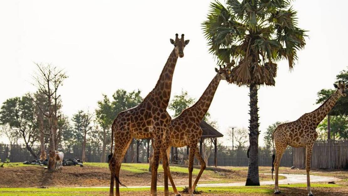 سفاري دبي بارك