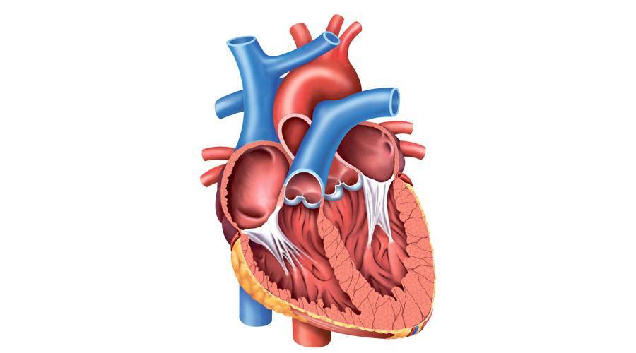 ضعف العضلة القلبية يعرقل أداءها صحيفة الخليج