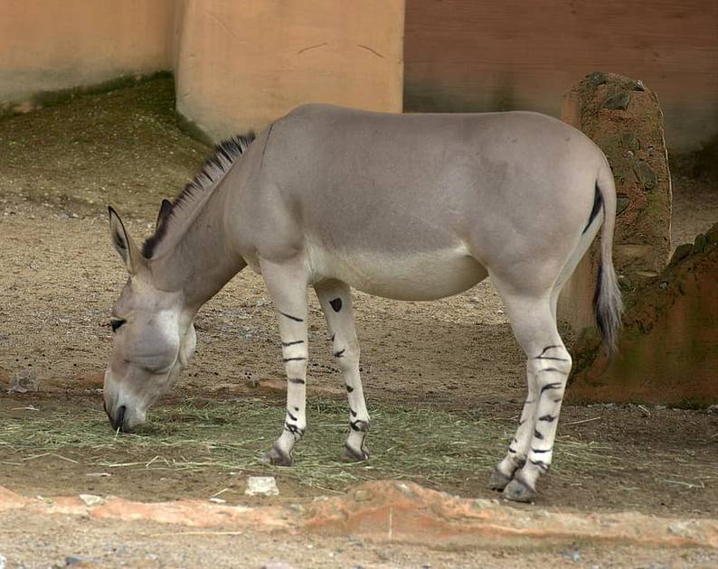 South Africa tightens safety of donkeys for concern of China