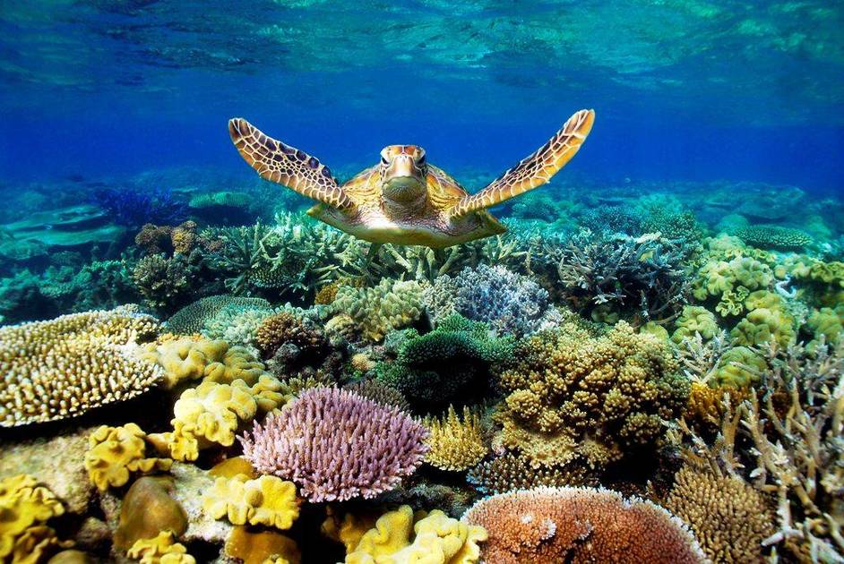 Nino threatens the Great Barrier Reef
