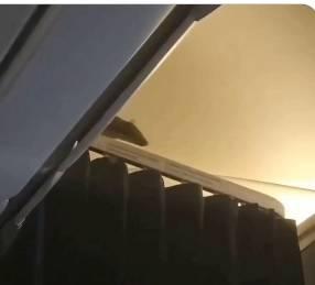 عاجل| فأر يلغي رحلة للخطوط الجوية الهولندية 