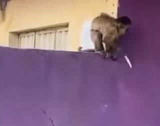 «القرد المخرب» في قبضة الشرطة بالبرازيل #صحيفة_الخليج 