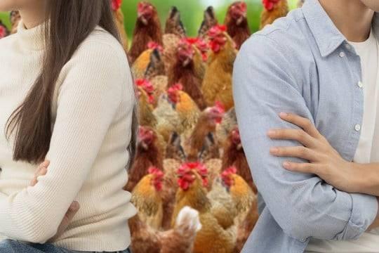 «الدجاجة» وسيلة لاختيار شريك الحياة #صحيفة_الخليج 