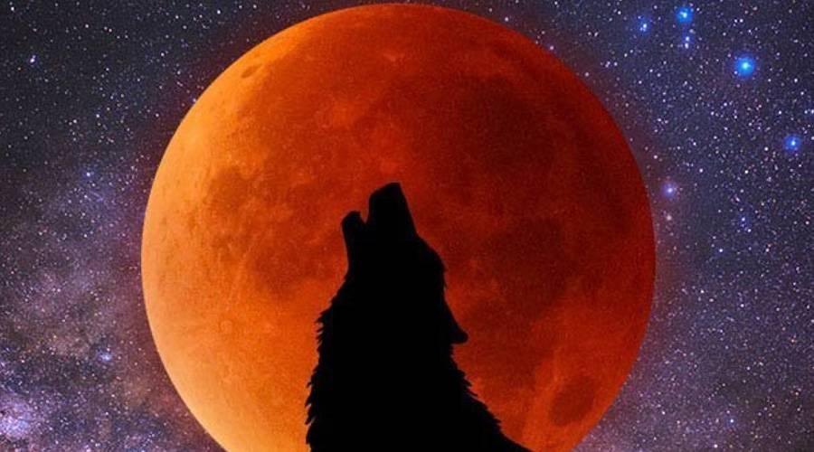 قمر الذئب العملاق يطل غداً السبت: 6 أسباب تجعلك لا تفوت مشاهدة «سوبر موون» #صحيفة_الخليج 