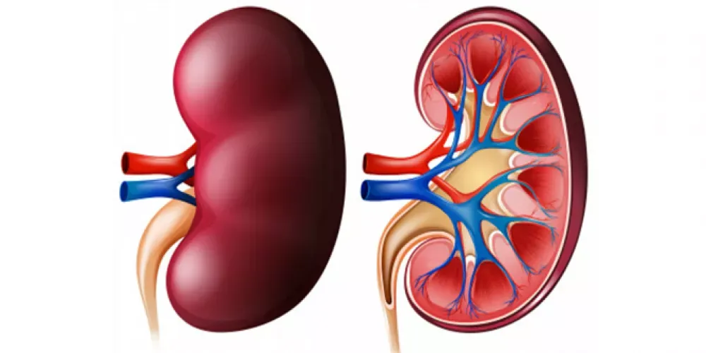 اكتشاف بروتين يعزز تعافي الكلى #صحيفة_الخليج 