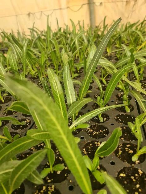 الأردن ينجح في تطوير وإكثار «العكوب» 