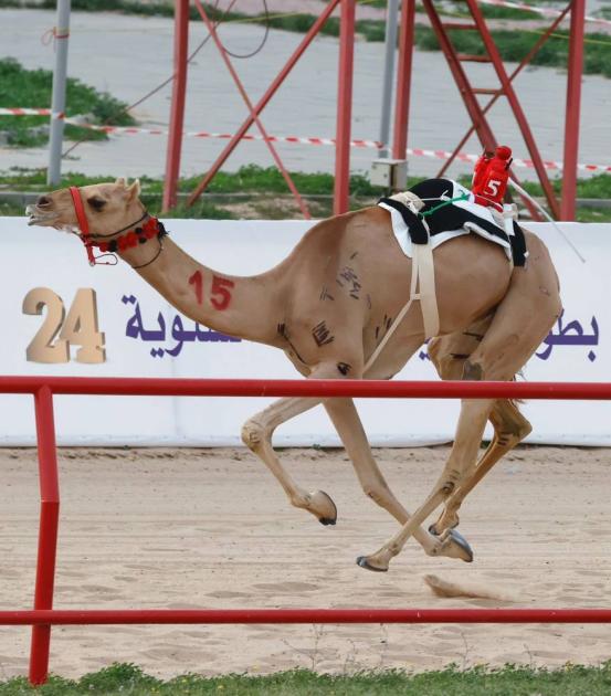 «هجن الرئاسة» تحصد سيف وخنجر بطولة الكويت للهجن