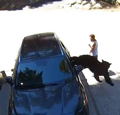 دب يباغت سيدة بقفزه من نافذة سيارة #صحيفة_الخليج 