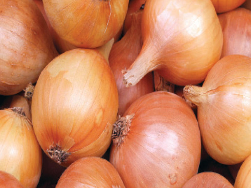 البصل صيدلية طبيعية صحيفة الخليج