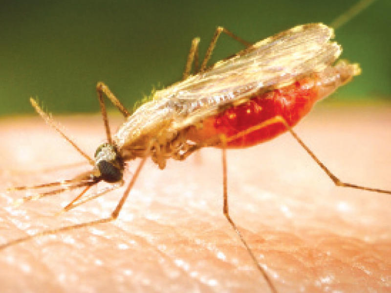 الملاريا خطر تنقله بعوضة ملحق الصحة و الطب ملاحق الخليج