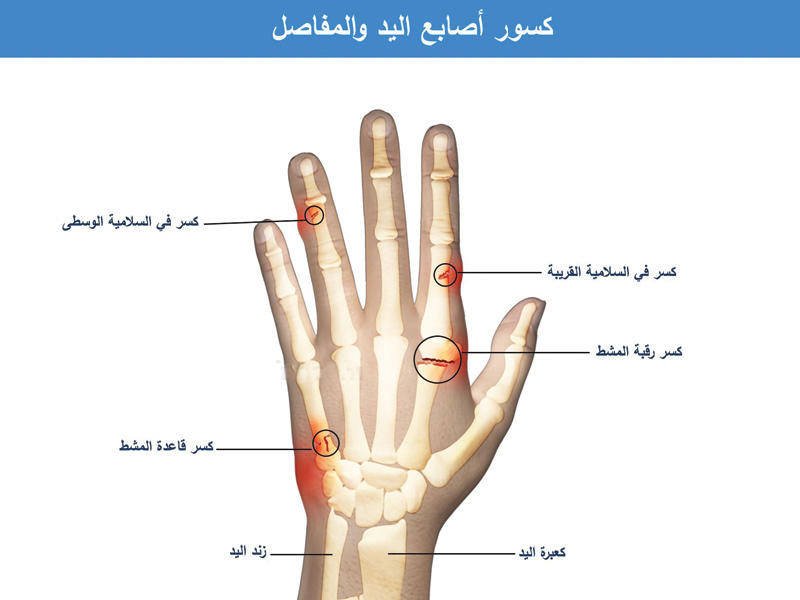 اسماء اصابع اليد بالعربية