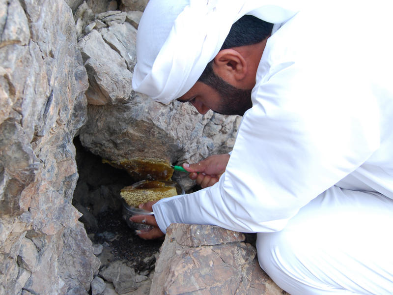 ج ني العسل البري مهنة التعب الحلو صحيفة الخليج