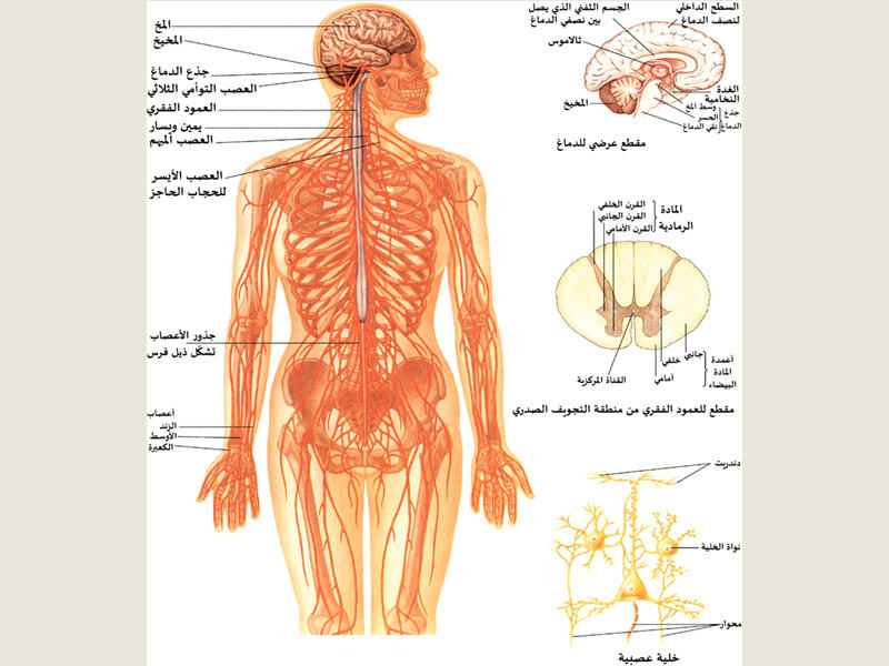 الجهاز الذي يتحكم في جميع اجهزة الجسم هو