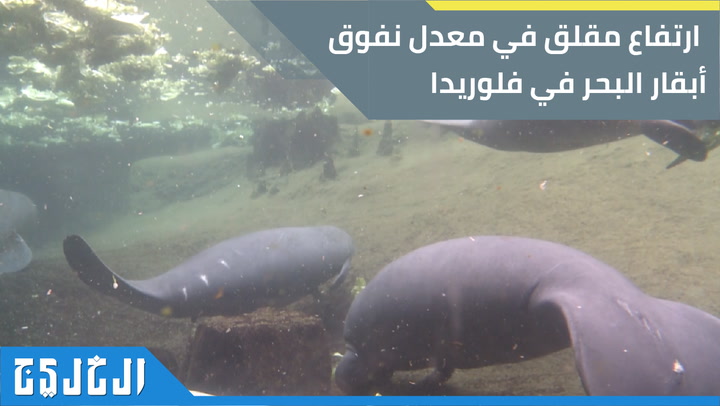فلوريدا السموم العصبية ترفع معدل نفوق أبقار البحر صحيفة الخليج