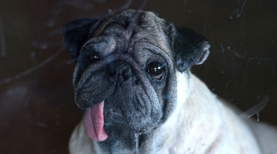 دراسة: التنوع في فصائل الكلاب كان موجوداً قبل 11 ألف سنة