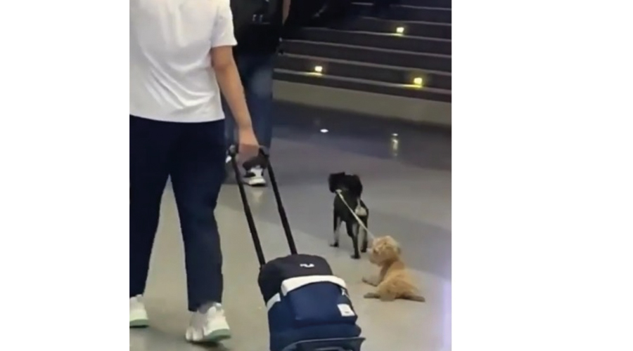 كلب يجر صديقه على أرضية مطار