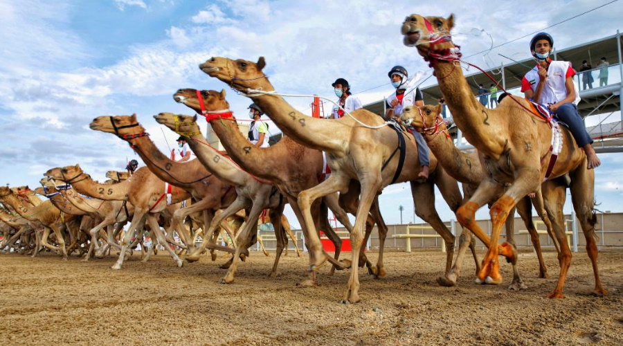 100 مشارك في السباق التمهيدي الأول لماراثون اليوم الوطني للهجن