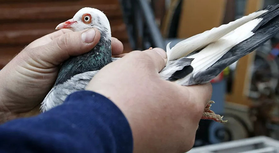 حمامة بـ1,6 مليون يورو!