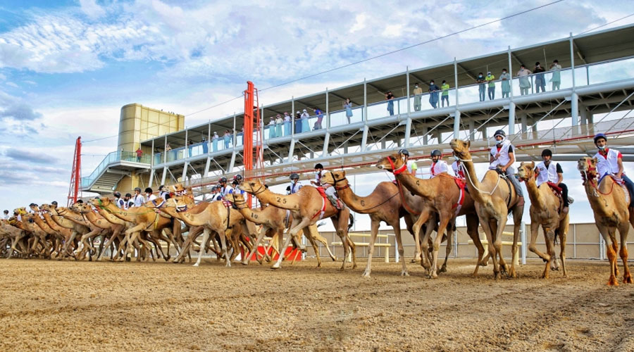 السباق التمهيدي الثاني لماراثون اليوم الوطني للهجن ينطلق الجمعة 