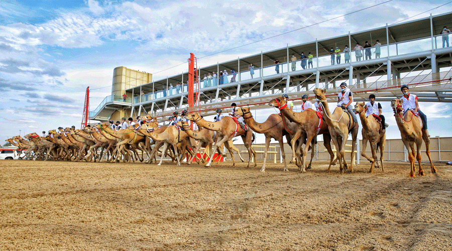 فتح باب التسجيل وإكمال الترتيبات لماراثون «اليوم الوطني للهجن»