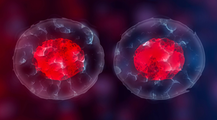 اكتشاف آلية وراء انقسام الخلية