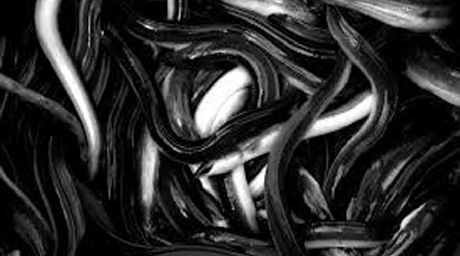 فرنسا.. الحكم بالسجن على صينيين في قضية تهريب ثعابين سمك