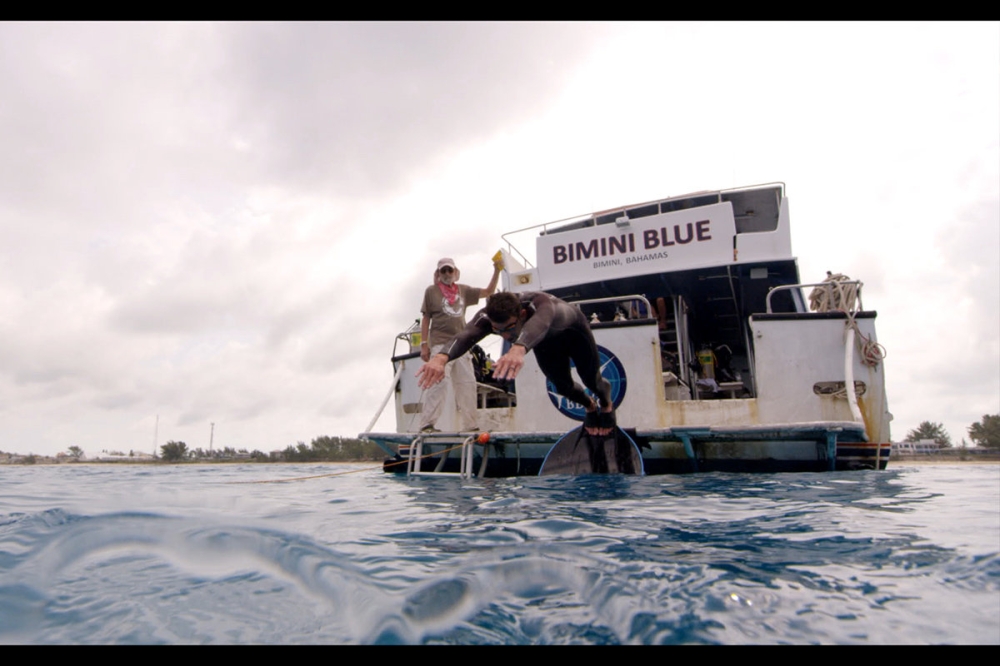 فيليبس يغطس في الماء عند انطلاق السباق مع القرش الذي سبح في جهة بعيدة