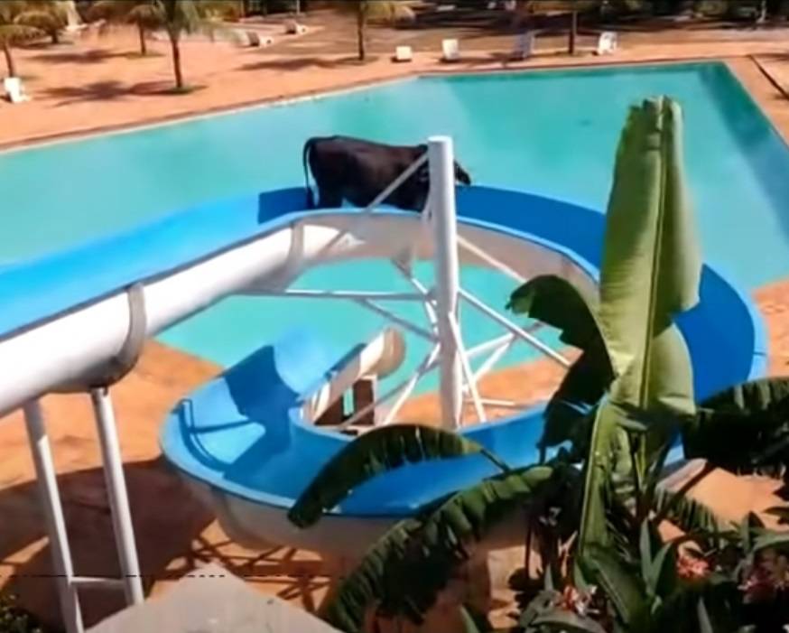 البقرة داخل المنزلق بالحديقة الترفيهية