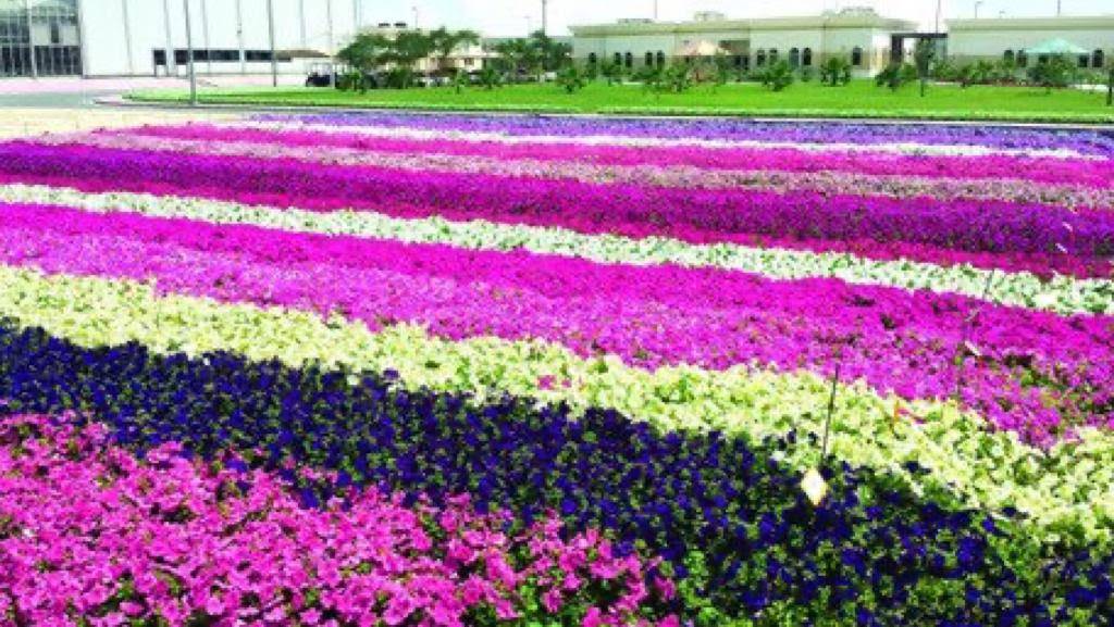 مشتل ورسان يجذب الأبصار