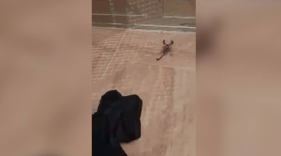 موقف مرعب.. أردني يعثر على عقرب سام داخل ملابسه