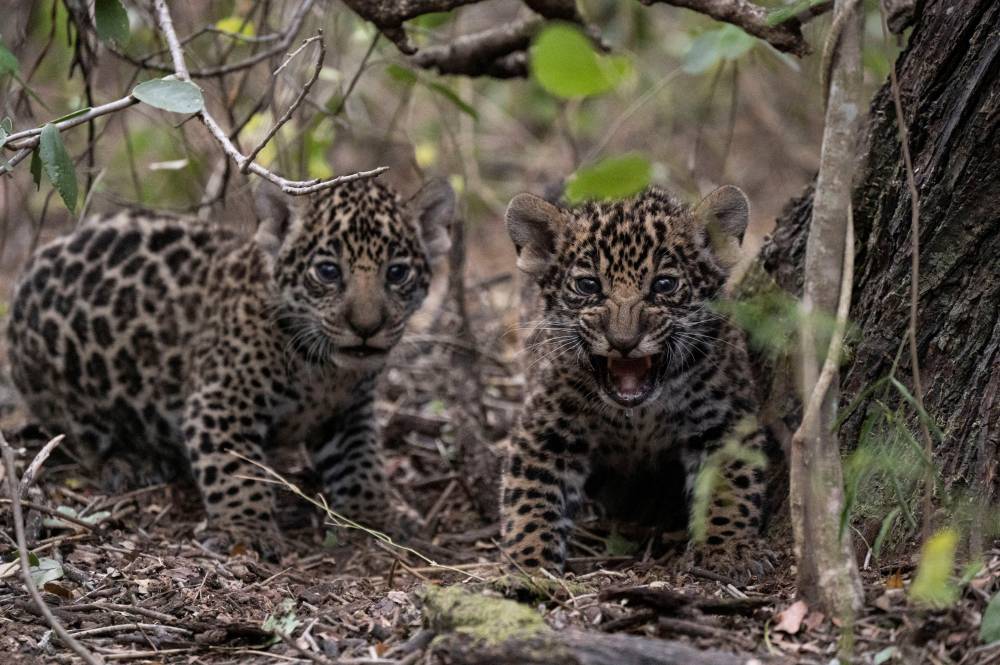 شبلا النمور الأمريكية