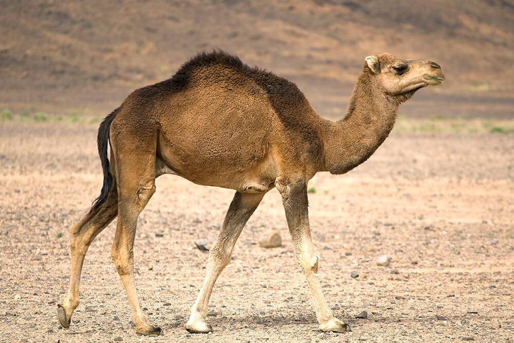 الجمل