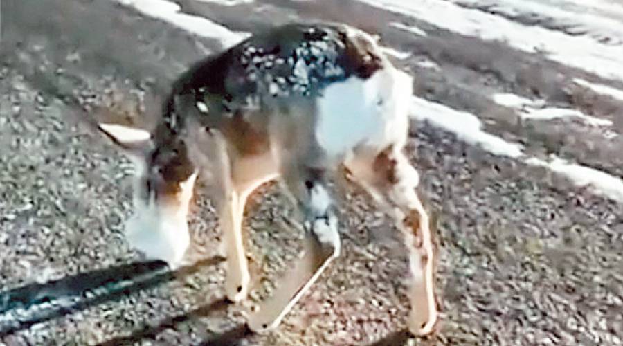 فيديو| إنقاذ غزال من الموت متجمداً بسبب البرودة