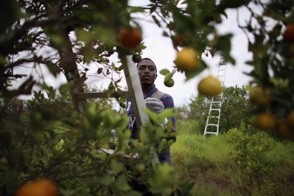 حمضيات (أ.ف.ب)