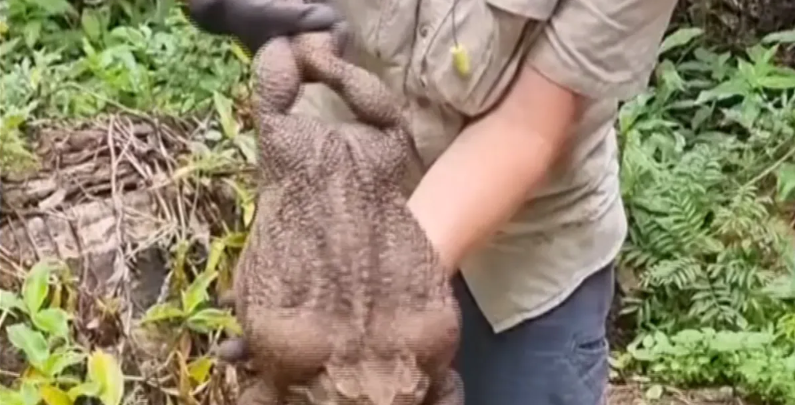 الضفدع «توادزيلا»