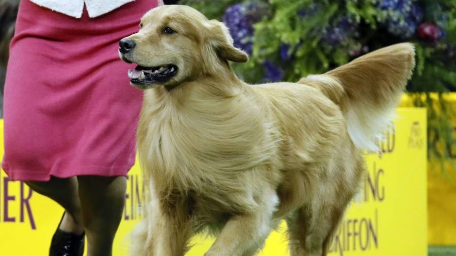 «البولدوغ» يطيح «اللابرادور» عن صدارة الكلاب الأكثر شعبية