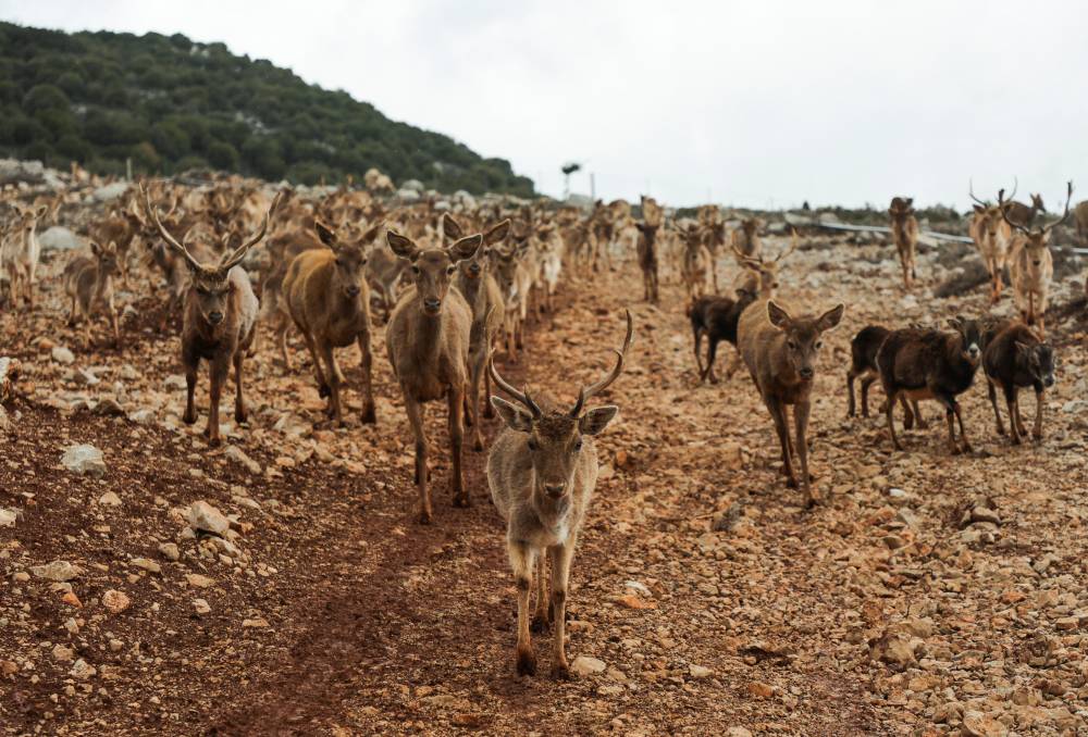  الغزلان تجوب المحمية في منطقة البقاع (رويترز)