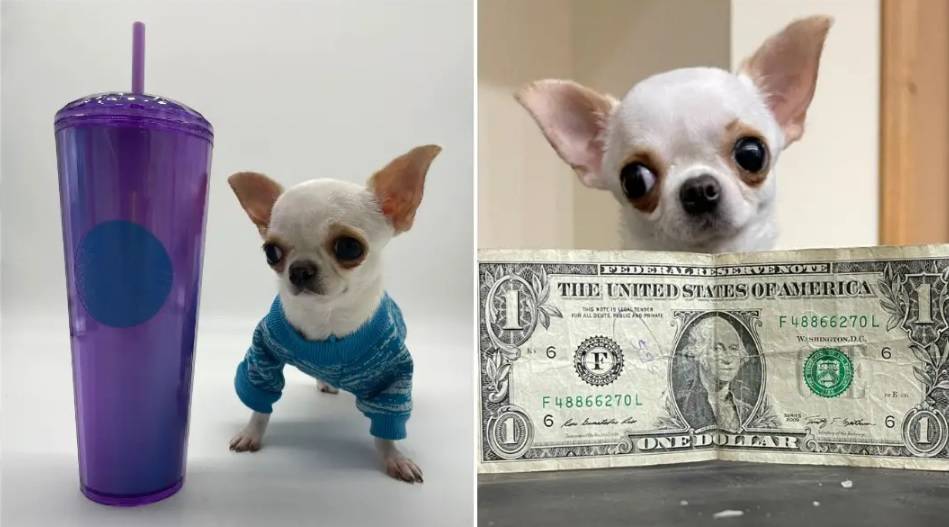 بيرل أقصر كلب في العالم