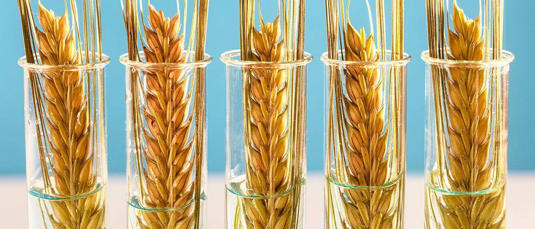  أقماح معدلة وراثياً