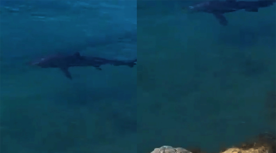 سمكة قرش