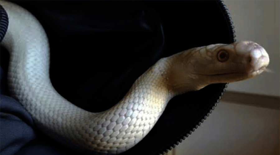 22 ثعباناً في حقيبة راكب بمطار القاهرة