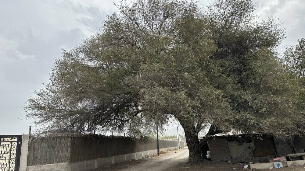إحدى أشجار القرط العملاقة المعمرة